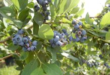 Ceny borówki w skupach i na targowiskach (26.07.2023)