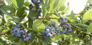 Nowoczesna konwencjonalna i biologiczna ochrona borówki