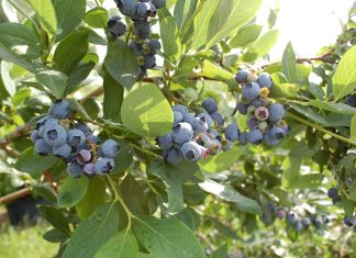 Ciekawe rozwiązania w nawożeniu posypowym borówki wysokiej