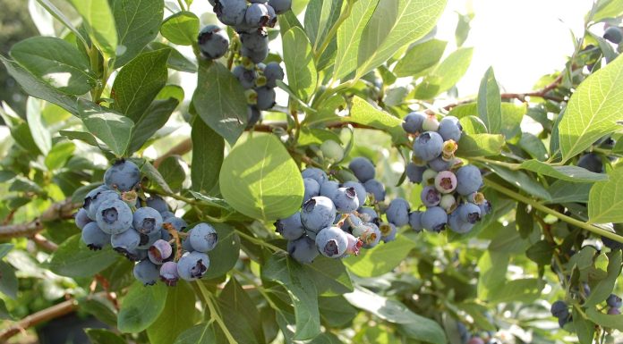 Nowoczesna konwencjonalna i biologiczna ochrona borówki