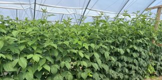 Uprawa malin w tunelach na zbiór jesienny – utrzymać zdrowotność pędów i kwiatów