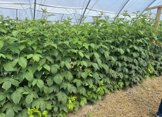 Uprawa malin w tunelach na zbiór jesienny – utrzymać zdrowotność pędów i kwiatów