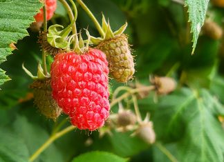 Pomoc dla producentów malin – skorzystało z niej 18,3 tyś. gospodarstw