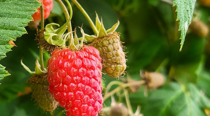 Ekstrakty roślinne nowej generacji w uprawach jagodowych