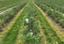 Stacje pogodowe w nowoczesnych gospodarstwach jagodowych