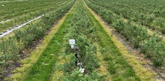 Stacje pogodowe w nowoczesnych gospodarstwach jagodowych