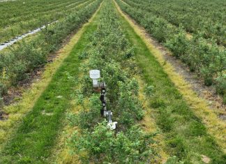 Stacje pogodowe w nowoczesnych gospodarstwach jagodowych