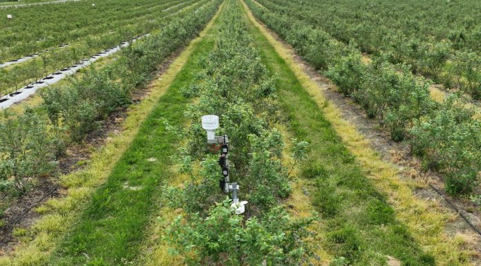 Stacje pogodowe w nowoczesnych gospodarstwach jagodowych