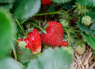 Nawożenie truskawek po zbiorach