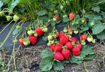 Rosnąca pozycja polskich truskawek na rynku niemieckim