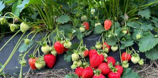 Rosnąca pozycja polskich truskawek na rynku niemieckim