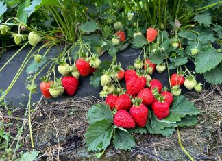 Rosnąca pozycja polskich truskawek na rynku niemieckim