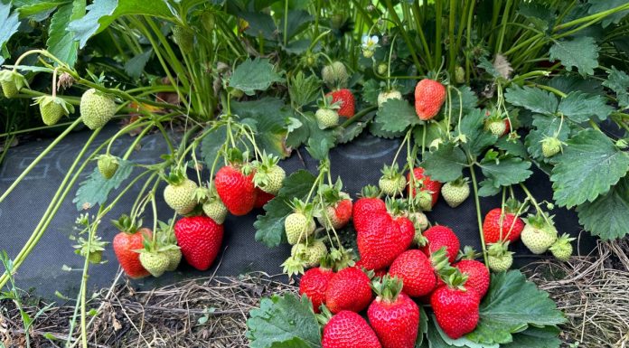 Rosnąca pozycja polskich truskawek na rynku niemieckim