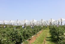 Nowoczesna uprawa borówki – Borówkowe Factory 2023