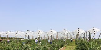 Nowoczesna uprawa borówki – Borówkowe Factory 2023