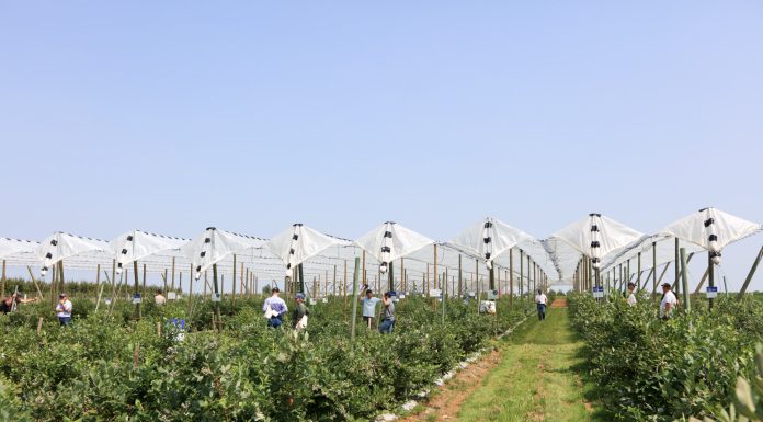 Nowoczesna uprawa borówki – Borówkowe Factory 2023