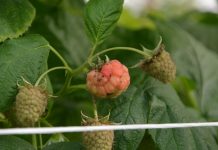 Cladosporium w uprawie malin pod osłonami