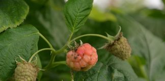 Cladosporium w uprawie malin pod osłonami