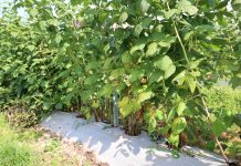 Ważne zabiegi na plantacjach letnich odmian maliny po zbiorze owoców