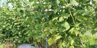 Ważne zabiegi na plantacjach letnich odmian maliny po zbiorze owoców