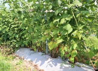 Ważne zabiegi na plantacjach letnich odmian maliny po zbiorze owoców