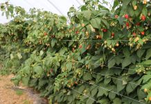 Prawidłowa diagnoza patogenów w uprawie malin – dlaczego taka ważna?