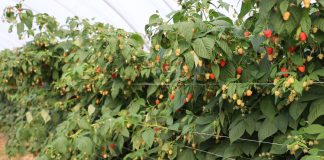 Prawidłowa diagnoza patogenów w uprawie malin – dlaczego taka ważna?