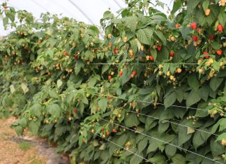 Prawidłowa diagnoza patogenów w uprawie malin – dlaczego taka ważna?