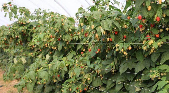 Prawidłowa diagnoza patogenów w uprawie malin – dlaczego taka ważna?