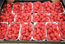 Jakie perspektywy dla opłacalnej uprawy malin w Polsce?