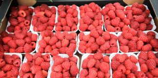 Jakie perspektywy dla opłacalnej uprawy malin w Polsce?