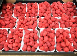 Jakie perspektywy dla opłacalnej uprawy malin w Polsce?