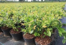 Borówki XXL – nawet 500 g owoców już w roku sadzenia!