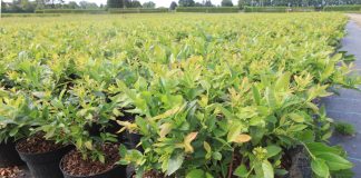 Borówki XXL – nawet 500 g owoców już w roku sadzenia!