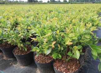 Borówki XXL – nawet 500 g owoców już w roku sadzenia!