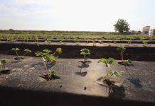 Jak zadbać o plantacje truskawek zakładane w sierpniu?