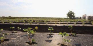 Jak zadbać o plantacje truskawek zakładane w sierpniu?