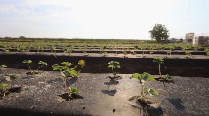 Jak zadbać o plantacje truskawek zakładane w sierpniu?