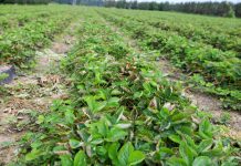 Ta choroba niszczy całą plantacje truskawek. Znamy odpowiedzi