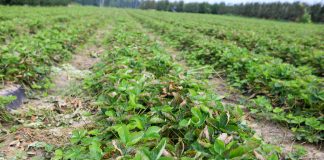 Ta choroba niszczy całą plantacje truskawek. Znamy odpowiedzi