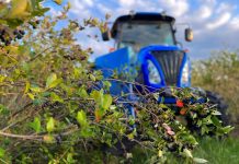 Aroniowy dramat dopełnia się na naszych oczach