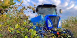 Aroniowy dramat dopełnia się na naszych oczach