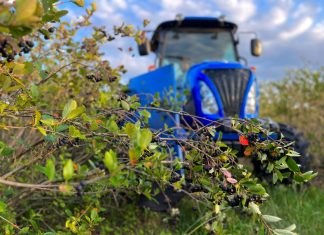 Aroniowy dramat dopełnia się na naszych oczach