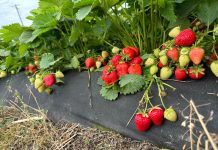 Munira – odmiana truskawek od Ecoferti – zalecenia uprawowe