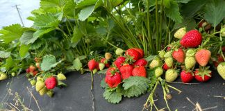 Munira – odmiana truskawek od Ecoferti – zalecenia uprawowe