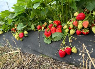 Munira – odmiana truskawek od Ecoferti – zalecenia uprawowe