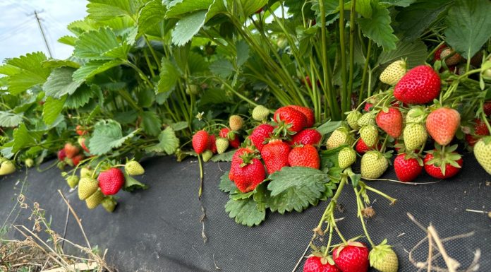 Munira – odmiana truskawek od Ecoferti – zalecenia uprawowe