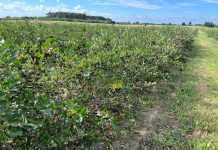 Zbiór aronii w 2023 roku. Czego można się spodziewać?