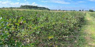 Ogólnopolskie dni otwarte na plantacjach aronii już za trzy tygodnie