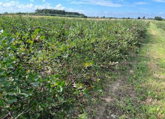 Ogólnopolskie dni otwarte na plantacjach aronii już za trzy tygodnie